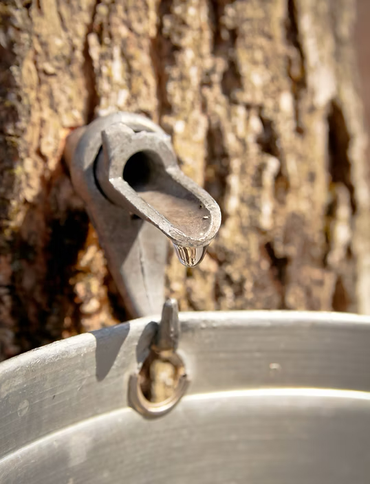 Maple sap tapping from a tree into a collection bucket